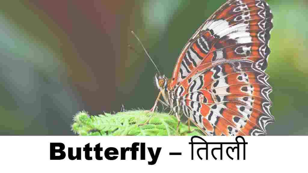 Butterfly – तितली