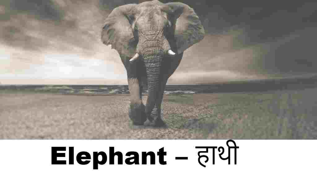 Animals Name in Hindi 