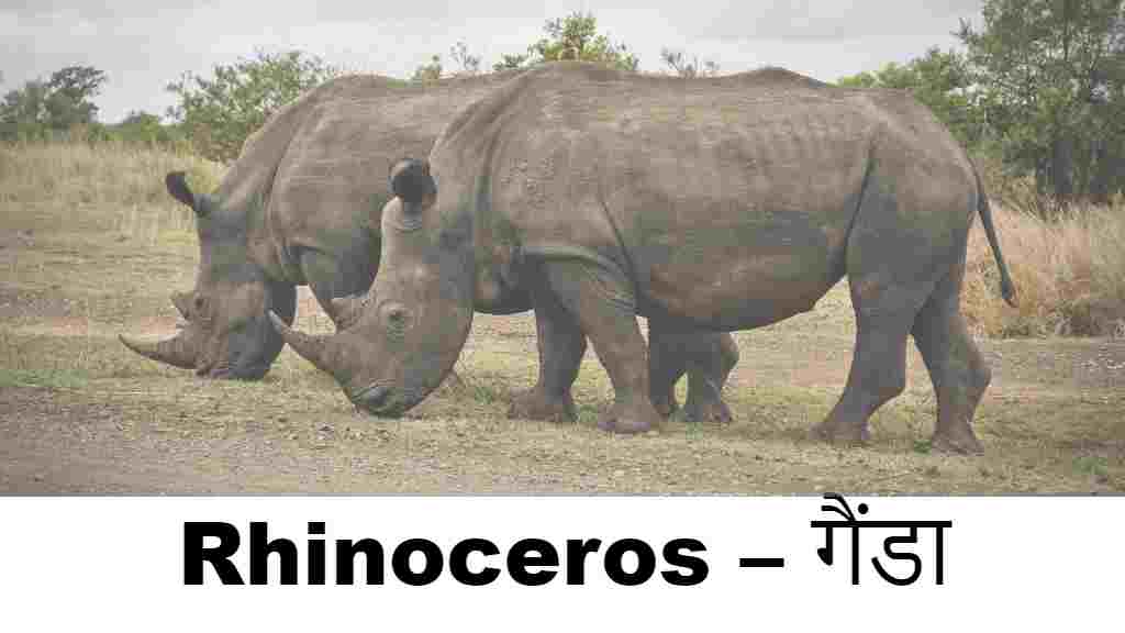 Rhinoceros – गैंडा