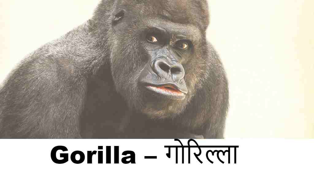 Gorilla – गोरिल्ला