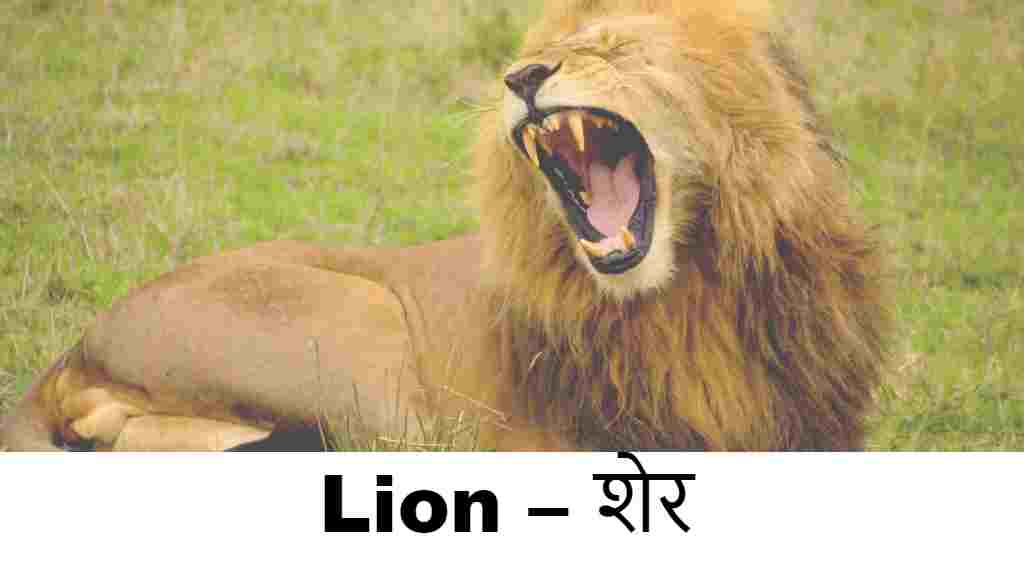 wild animals name in english (Lion )