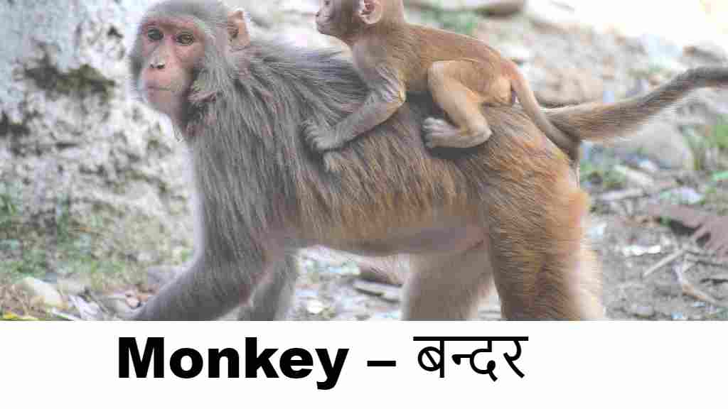 60+ Animals Name in Hindi and English