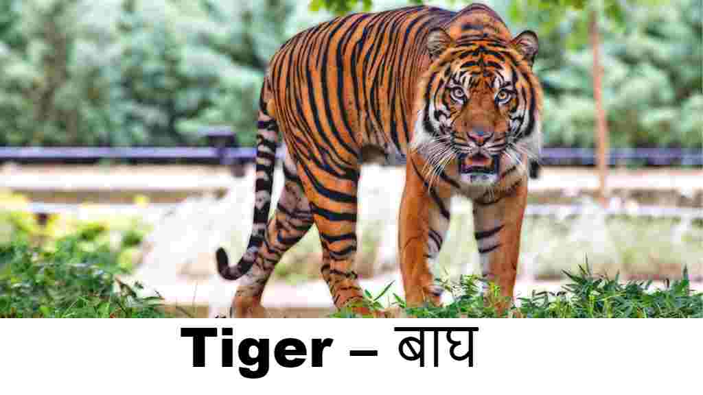 wild animals name in english (Tiger )