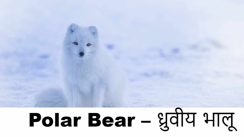  Polar Bear – ध्रुवीय भालू