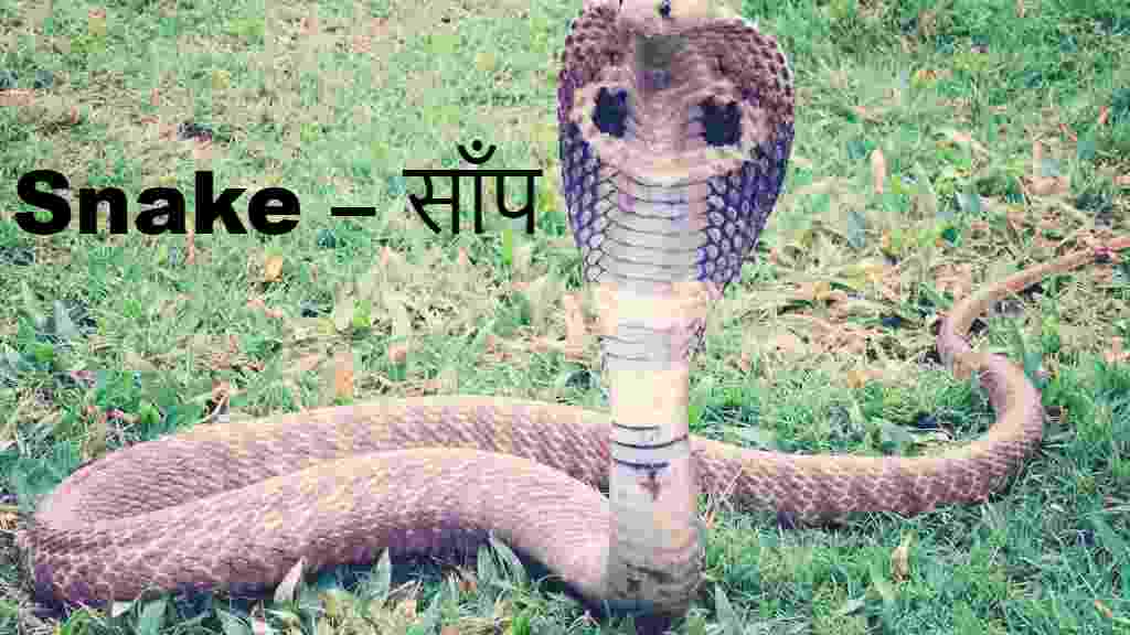 Snake – साँप